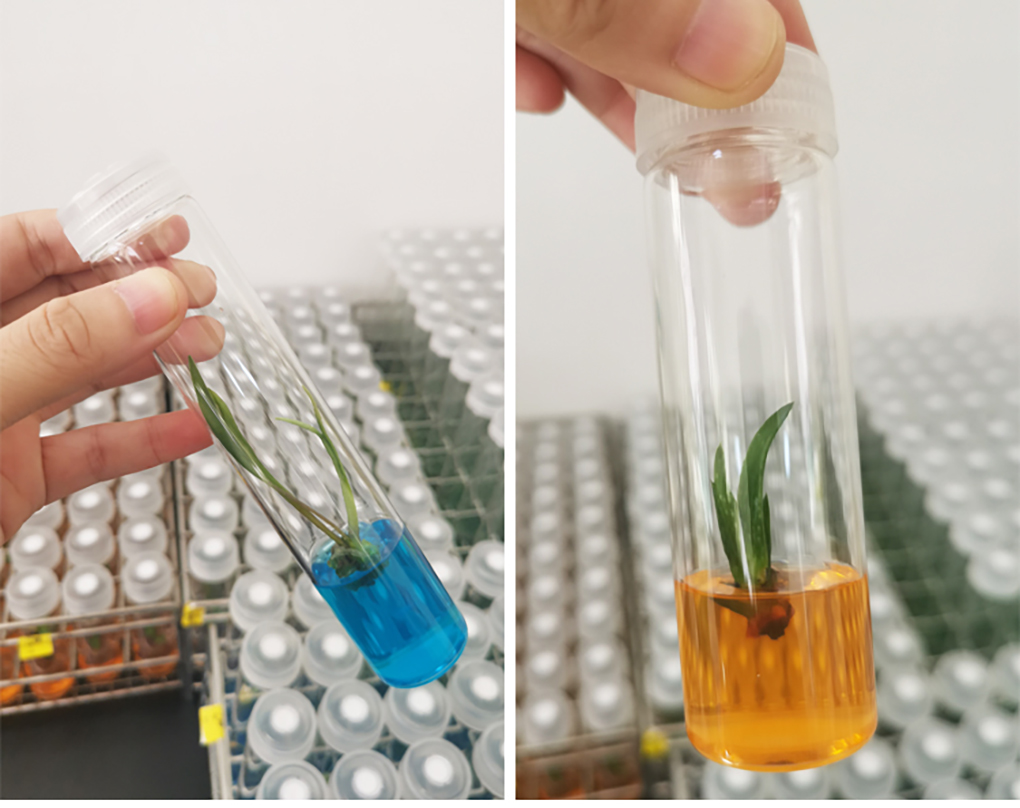 組培試管_12.jpg