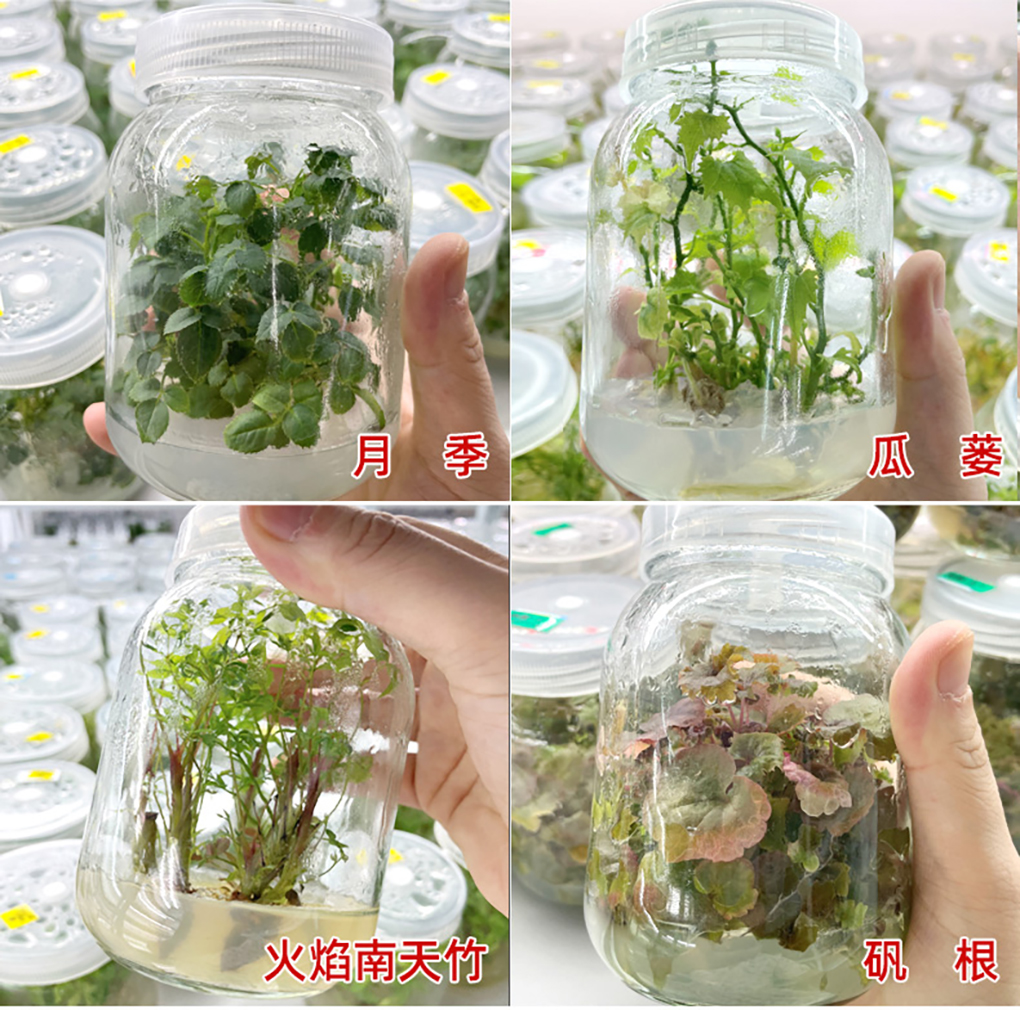 1662529253160024.jpg 培養基詳情頁(yè)_14.jpg