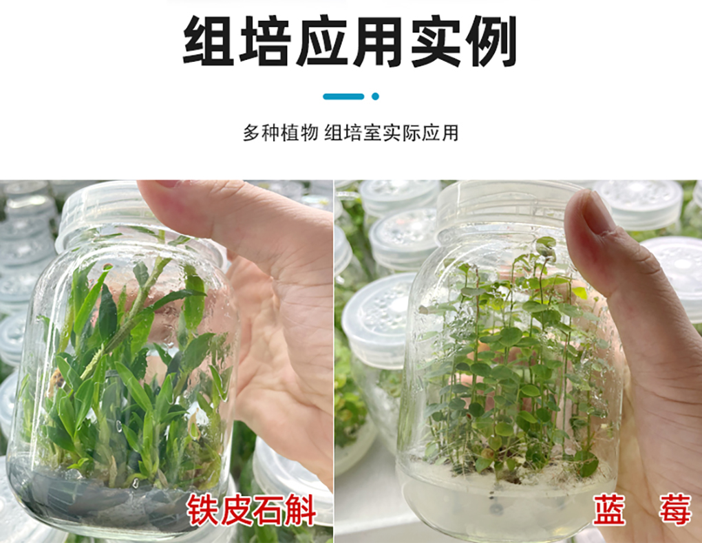 1662530361181973.jpg 蔗糖_06.jpg