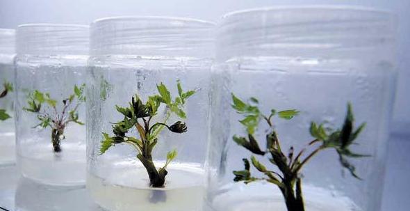 牡丹組培培養,牡丹組培技術(shù),牡丹培育,牡丹組培配方,組培學(xué)院,木木生物