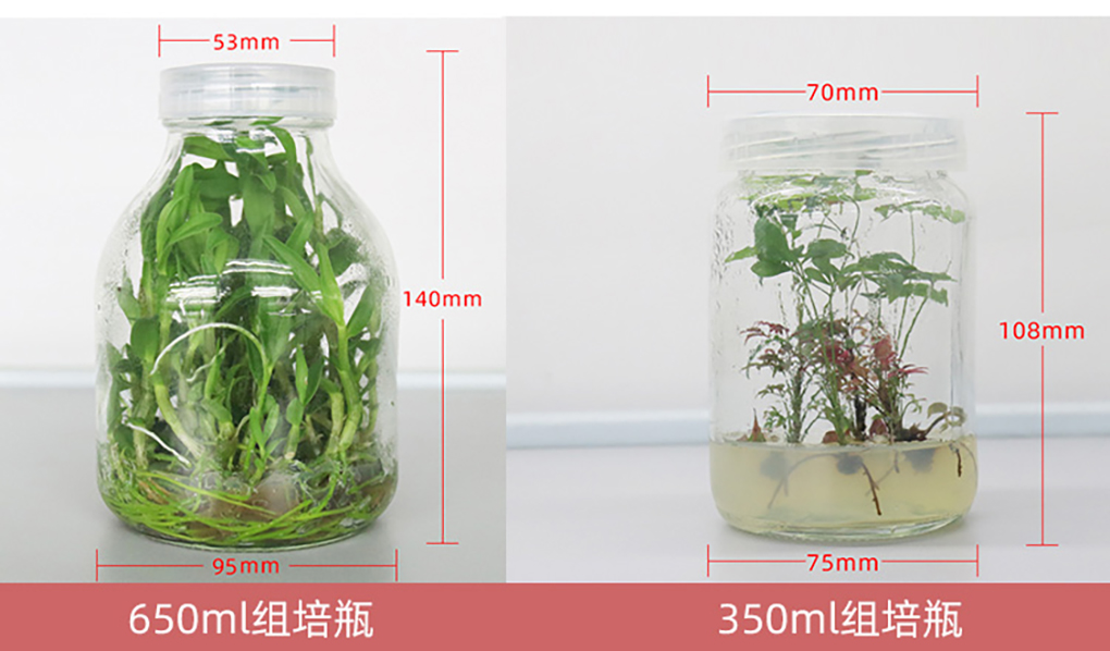 玻璃組培瓶_03.jpg